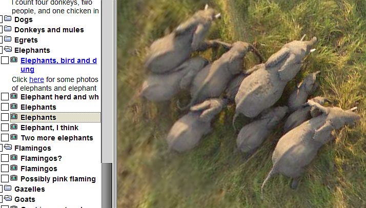 animals.jpg
